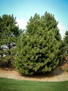 Сосна Чёрная (Pinus Nigra) купить по цене от 270.00р. в интернет-магазине «Посадика» с доставкой почтой в в Буденновске и по всей России – [изображение №1].