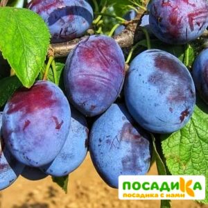 Слива Чачакская ранняя купить по цене от 229.00р. в интернет-магазине «Посадика» с доставкой почтой в в Буденновске и по всей России – [изображение №1].