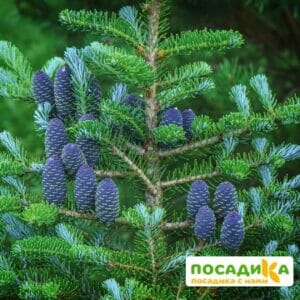 Пихта корейская (Abies koreana) купить по цене от 450.00р. в интернет-магазине «Посадика» с доставкой почтой в в Буденновске и по всей России – [изображение №1].