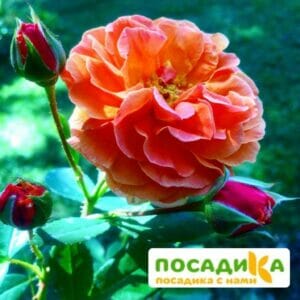 Роза Арабия купить по цене от 350.00р. в интернет-магазине «Посадика» с доставкой почтой в в Буденновске и по всей России – [изображение №1].