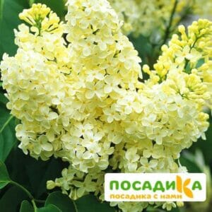 Сирень Примроуз (Primrose) купить по цене от 529.00р. в интернет-магазине «Посадика» с доставкой почтой в в Буденновске и по всей России – [изображение №1].