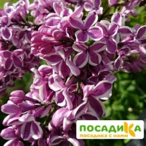 Сирень Сенсация купить по цене от 529.00р. в интернет-магазине «Посадика» с доставкой почтой в в Буденновске и по всей России – [изображение №1].