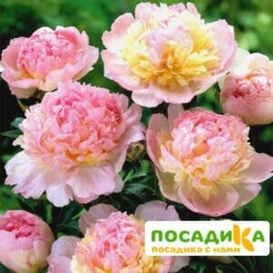 Пион Распберри Сандей (Paeonia Raspberry Sundae) купить по цене от 959р. в интернет-магазине «Посадика» с доставкой почтой в в Буденновске и по всей России – [изображение №1].