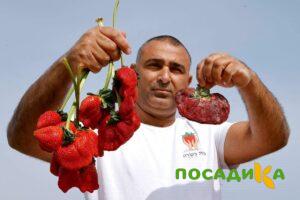 Клубника Гигант Джорнея купить по цене от 266р. в интернет-магазине «Посадика» с доставкой почтой в в Буденновске и по всей России – [изображение №1].