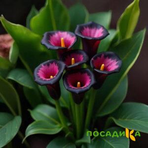 Калла Аура Лейс купить по цене от 400р. в интернет-магазине «Посадика» с доставкой почтой в в Буденновске и по всей России – [изображение №1].