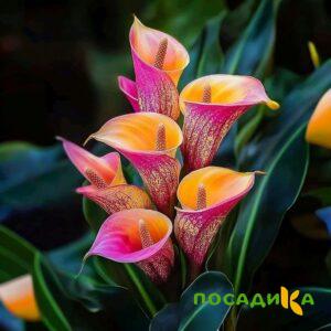 Калла Оникс купить по цене от 450р. в интернет-магазине «Посадика» с доставкой почтой в в Буденновске и по всей России – [изображение №1].