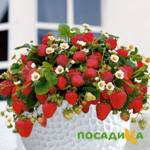Клубника Рубиновый Шепот (горшечная) купить по цене от 240р. в интернет-магазине «Посадика» с доставкой почтой в в Буденновске и по всей России – [изображение №1].