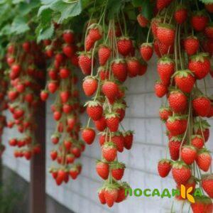 Клубника вьющаяся Комплимент купить по цене от 470р. в интернет-магазине «Посадика» с доставкой почтой в в Буденновске и по всей России – [изображение №1].