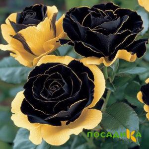 Роза Ханни Сикл купить по цене от 700р. в интернет-магазине «Посадика» с доставкой почтой в в Буденновске и по всей России – [изображение №1].