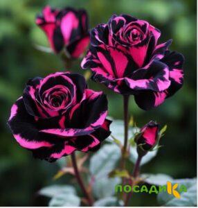 Роза Багровый Шепот купить по цене от 366р. в интернет-магазине «Посадика» с доставкой почтой в в Буденновске и по всей России – [изображение №1].