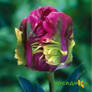 Тюльпан Экзотик Хэвен купить по цене от 186р. в интернет-магазине «Посадика» с доставкой почтой в в Буденновске и по всей России – [изображение №1].