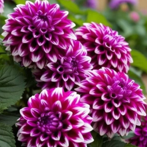 Георгин Кристал Корт купить по цене от 602р. в интернет-магазине «Посадика» с доставкой почтой в в Буденновске и по всей России – [изображение №1].