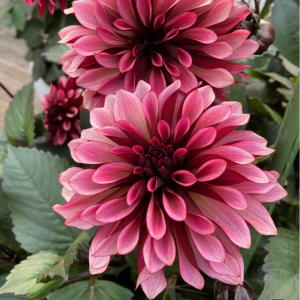 Георгин Перли Сансет купить по цене от 309р. в интернет-магазине «Посадика» с доставкой почтой в в Буденновске и по всей России – [изображение №1].