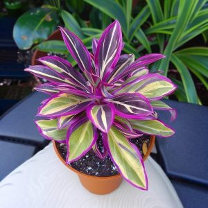 Хоста Сильвер Стик купить по цене от 650р. в интернет-магазине «Посадика» с доставкой почтой в в Буденновске и по всей России – [изображение №1].