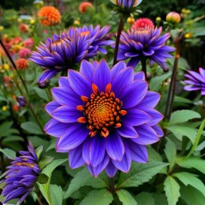 Георгин Лазурит купить по цене от 799р. в интернет-магазине «Посадика» с доставкой почтой в в Буденновске и по всей России – [изображение №1].