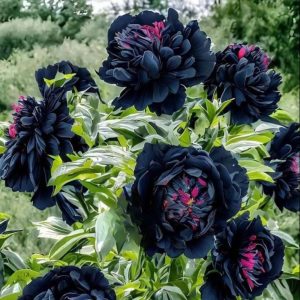 Пион древовидный Сердце Афродиты купить по цене от 600р. в интернет-магазине «Посадика» с доставкой почтой в в Буденновске и по всей России – [изображение №1].