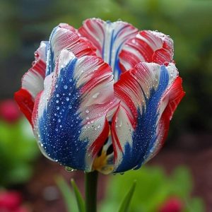 Тюльпан Ремс Сенсейшн купить по цене от 219р. в интернет-магазине «Посадика» с доставкой почтой в в Буденновске и по всей России – [изображение №1].