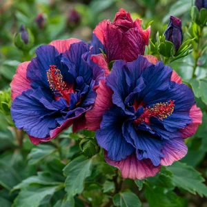 Гибискус Роуз Шайн купить по цене от 360р. в интернет-магазине «Посадика» с доставкой почтой в в Буденновске и по всей России – [изображение №1].