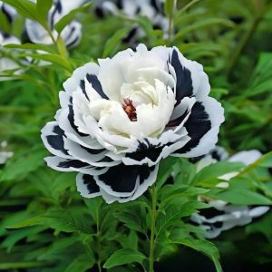 Пион Монохромный Шик купить по цене от 429р. в интернет-магазине «Посадика» с доставкой почтой в в Буденновске и по всей России – [изображение №1].