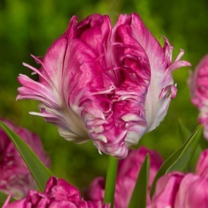 Тюльпан махровый Кул Кристал купить по цене от 400р. в интернет-магазине «Посадика» с доставкой почтой в в Буденновске и по всей России – [изображение №1].