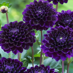 Георгин Анно Домини купить по цене от 255р. в интернет-магазине «Посадика» с доставкой почтой в в Буденновске и по всей России – [изображение №1].