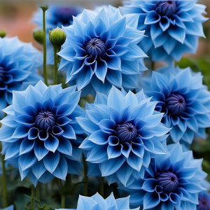 Георгин Вижапе купить по цене от 699р. в интернет-магазине «Посадика» с доставкой почтой в в Буденновске и по всей России – [изображение №1].