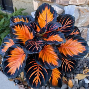 Хоста Сикрет Форест купить по цене от 601р. в интернет-магазине «Посадика» с доставкой почтой в в Буденновске и по всей России – [изображение №1].