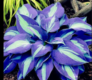 Хоста Аурелия купить по цене от 450р. в интернет-магазине «Посадика» с доставкой почтой в в Буденновске и по всей России – [изображение №1].