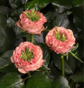 Роза Амбер Инчант купить по цене от 495р. в интернет-магазине «Посадика» с доставкой почтой в в Буденновске и по всей России – [изображение №1].