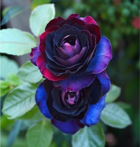 Роза Скарлет Рэвери купить по цене от 489р. в интернет-магазине «Посадика» с доставкой почтой в в Буденновске и по всей России – [изображение №1].