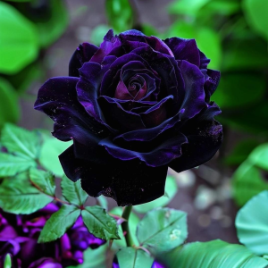 Роза Блэк Пантер купить по цене от 319р. в интернет-магазине «Посадика» с доставкой почтой в в Буденновске и по всей России – [изображение №1].