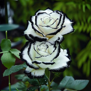 Роза Силк Ивин купить по цене от 319р. в интернет-магазине «Посадика» с доставкой почтой в в Буденновске и по всей России – [изображение №1].