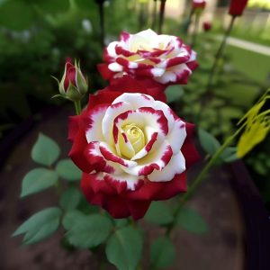 Роза Роял Глом купить по цене от 401р. в интернет-магазине «Посадика» с доставкой почтой в в Буденновске и по всей России – [изображение №1].