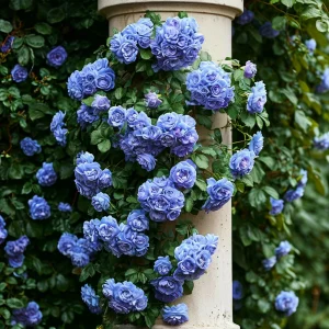 Роза плетистая Блю Перпл купить по цене от 540р. в интернет-магазине «Посадика» с доставкой почтой в в Буденновске и по всей России – [изображение №1].